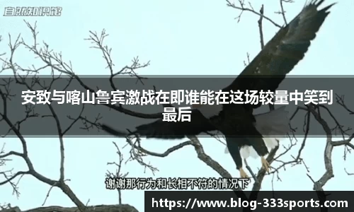 333体育